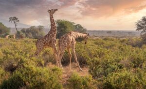 3 Days Samburu Package